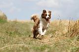 BORDER COLLIE 693